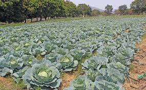 thandiwemchunu_'s tweet photo. 1 ha can accommodate 45,000 cabbages
If you have 3 ha of land, grow 45,000 cabbages each month, have cabbages in different stages, harvest R450,000 revenue every month (when selling cabbage at R10).
#SABSharpHack
#Hunger
#Unemployment
#graduate
#SouthAfrica https://t.co/e9UunyFTyG