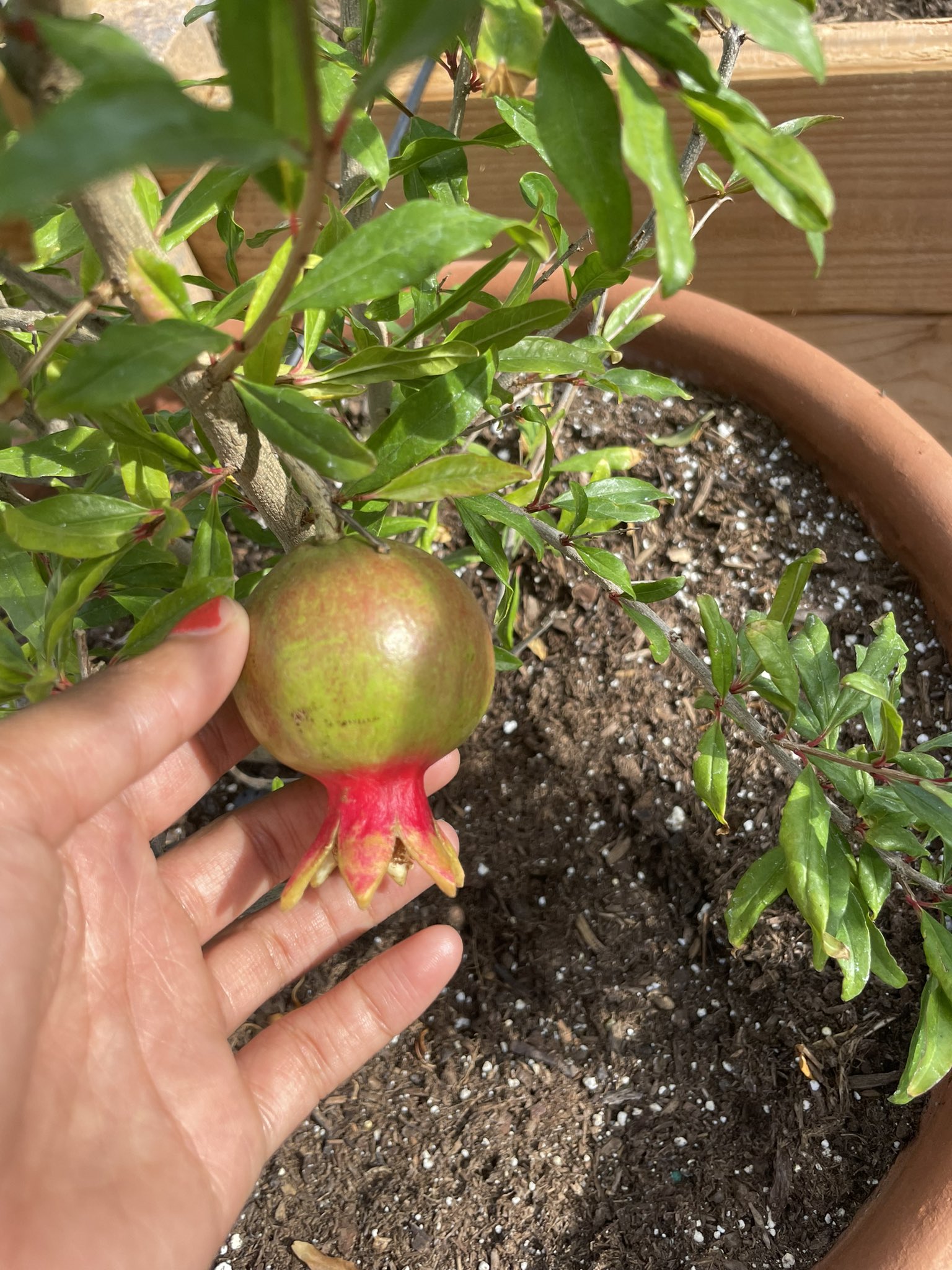 Helayna 🌞 on Twitter "Some new garden growth 🪴 https//t.co/avvRJ90hck