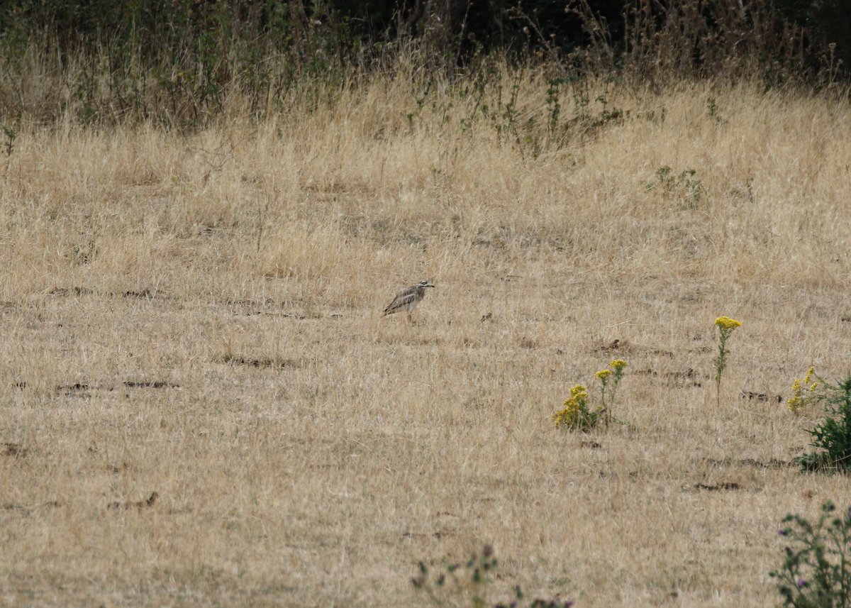 Record shot of the Stone Curlew at East Tilbury today - a very welcome patch ✅