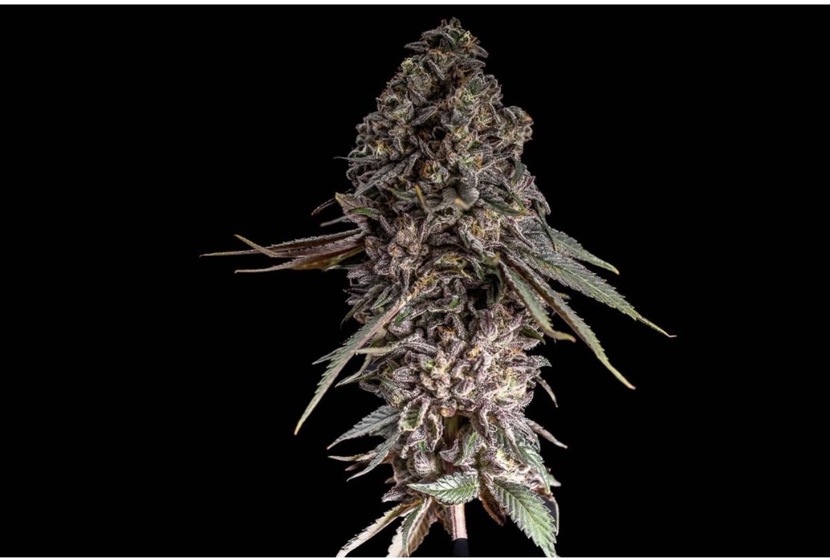 L.A. Water from our Summer Collection box 🔥 💦 ⛽️ 

#Weed #CannabisCommunity #SecretSesh #Autoflower #Gromies #growyourown #Cannabis #dank #WeedLovers #WeedSmokers #JGYO #marijuana #prop215 #fire