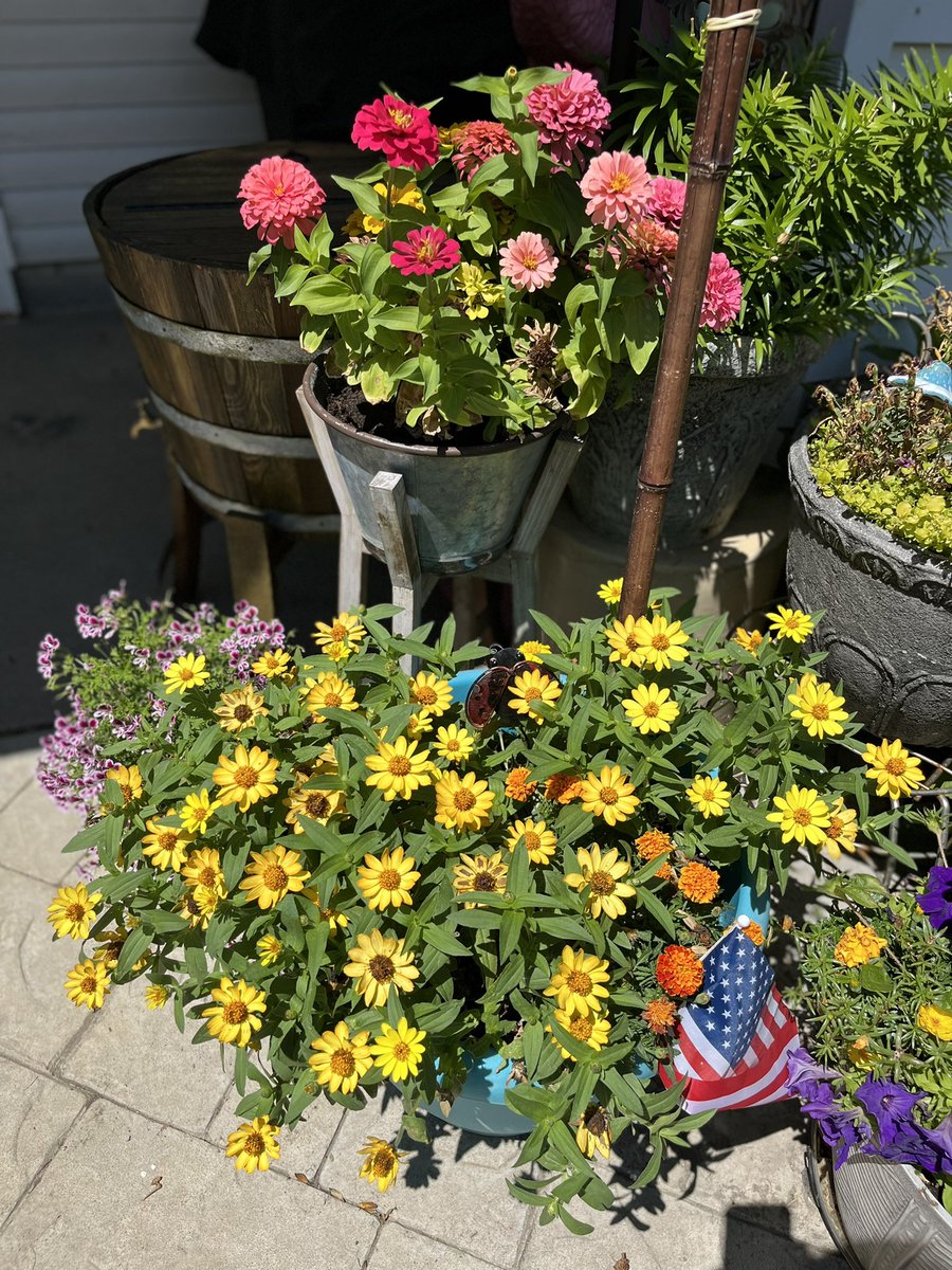 AnjieCaff50's tweet photo. #backyardsanctuary https://t.co/tQpZPT2Alb