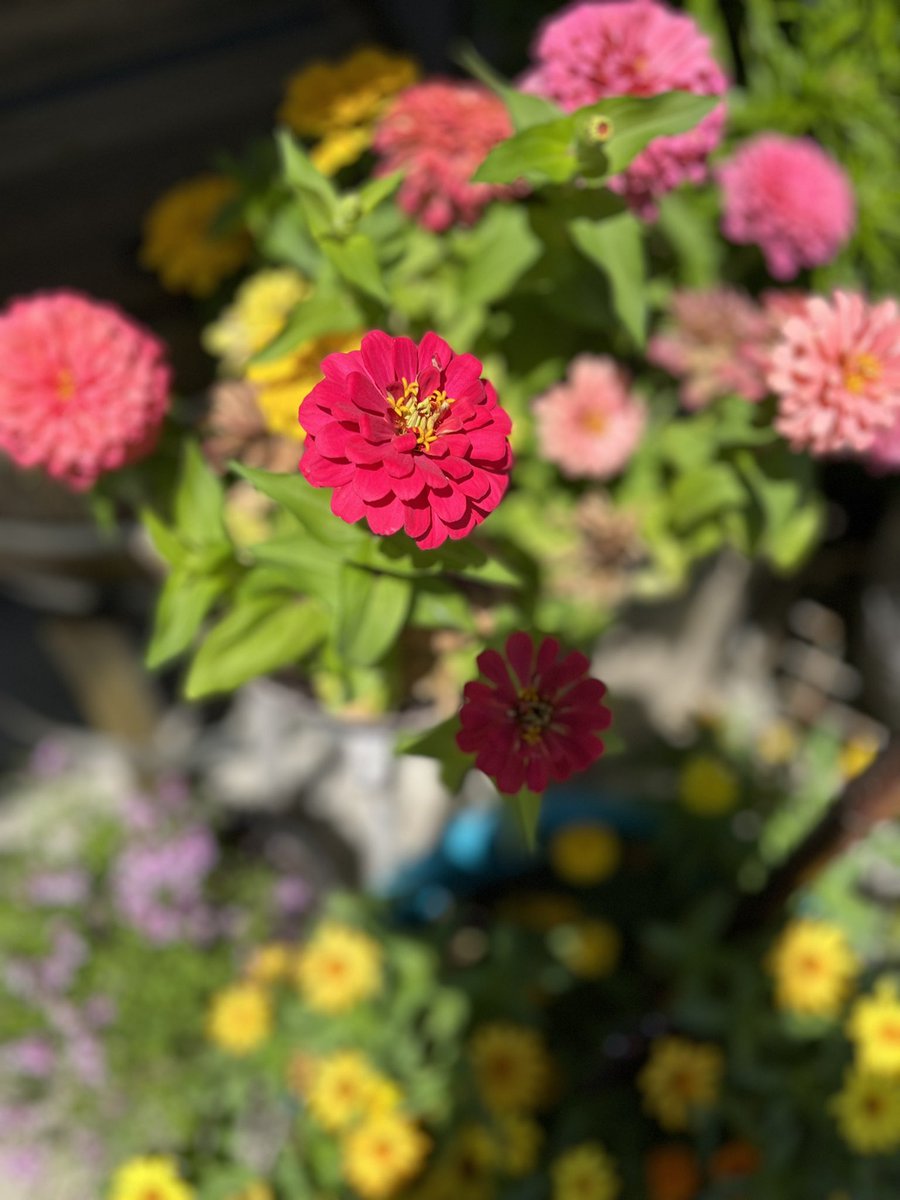 AnjieCaff50's tweet photo. #backyardsanctuary https://t.co/tQpZPT2Alb