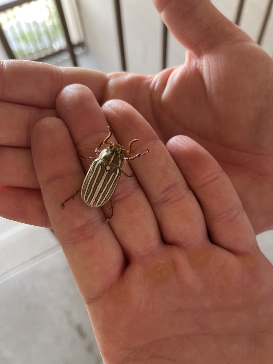 STEVENPLAGUE's tweet photo. Saved “Walter Malone” from a nasty spider web nest. Took off all the spider webs off his face, body & legs. Then he flew off my finger tips into a tree into freedom, his name was thought up by @Goreshe because of their nickname the #WatermelonBug. 🍉 🪲
#10LinedJuneBeetle https://t.co/a3pNYK3Yf5