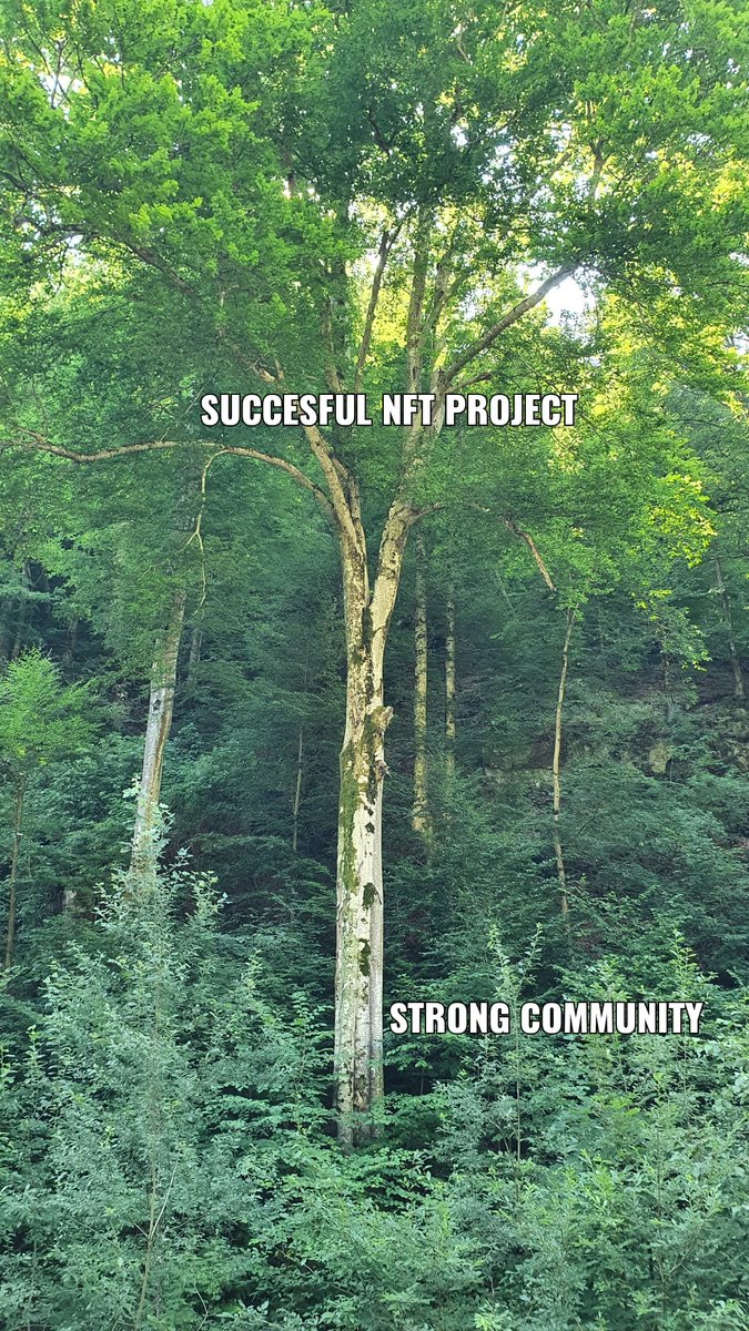 Sssebi🛹🦁 on Twitter "When you are in the woods without an connection but still think