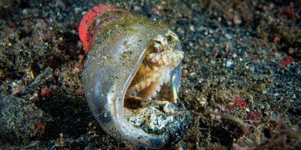 WarschildFdn's tweet image. Ocean animals deserve better than a home filled with plastic. This #PlasticFreeJuly, add your name to tell U.S. Congress to support the  Break Free From Plastic Act and protect our oceans from harmful plastic pollution: bit.ly/3J9Jl8x #BreakFre…
