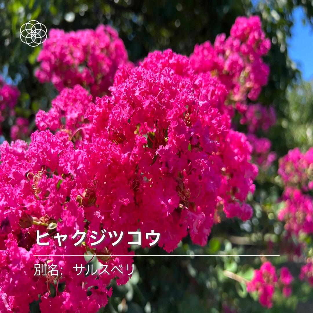 Ohtsu 百日紅が見頃でした Hananona ハナノナ ヒャクジツコウ T Co 8a5giacu0r Twitter