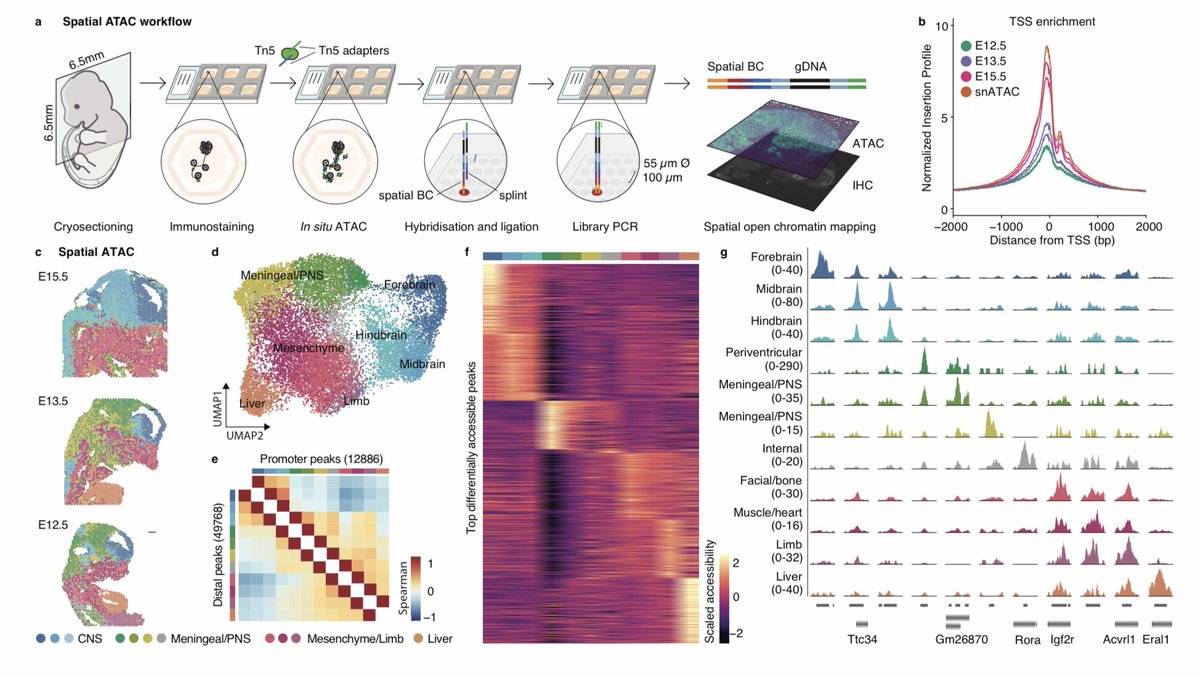 Elias Orouji (@orouji) on Twitter photo Chromatin accessibility profiling in tissue sections by spatial ATAC | <a href="/steelstahl/">Patrik Ståhl</a> <a href="/Ellorebo/">Enric Llorens</a> <a href="/biorxivpreprint/">bioRxiv</a>
biorxiv.org/content/10.110… |
#chromatin #spatial #singlecell #atacseq #epigenomics Chromatin accessibility profiling in tissue sections by spatial ATAC | <a href="/steelstahl/">Patrik Ståhl</a> <a href="/Ellorebo/">Enric Llorens</a> <a href="/biorxivpreprint/">bioRxiv</a>
biorxiv.org/content/10.110… |
#chromatin #spatial #singlecell #atacseq #epigenomics