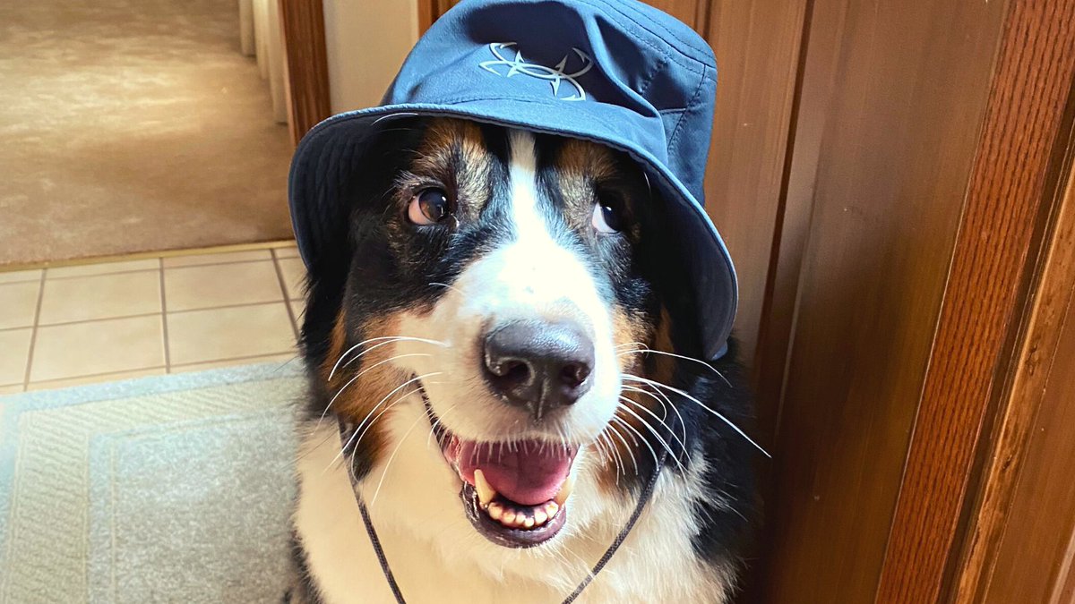 A friendly reminder from Augie to wear your #sunscreen & bucket hat to stay cool in the #summer sun! 

#aussies #aussiesshepherd #australianshepherd #aussiesdoingthings #aussiesofohio #australianshepherdworld #australianshepherds #aussieshepherd #dogs #dogscorner