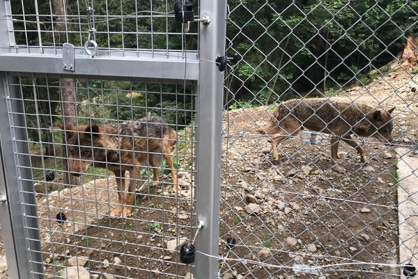 F3cotedazur's tweet photo. VIDEO. De nouveaux loups sont arrivés à Saint-Martin-Vésubie. A voir ici▶️https://t.co/weQvwhwePv #loups #parcalpha #CotedAzur https://t.co/366hvtUYyO