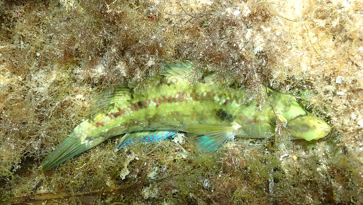 numenini's tweet photo. Ornate (Thalassoma pavo), Peacock (Symphodus tinca) - here's a less common terminal male & Ocellated (S. ocellatus) wrasses all common in NW Sicily. Surprisingly, Rainbow Wrasse (Coris julis) is less so.
#wrasse #WrasseWednesday #wrasses #mediterranean #mediterraneanfish
21/24 https://t.co/DYBiorM2KJ