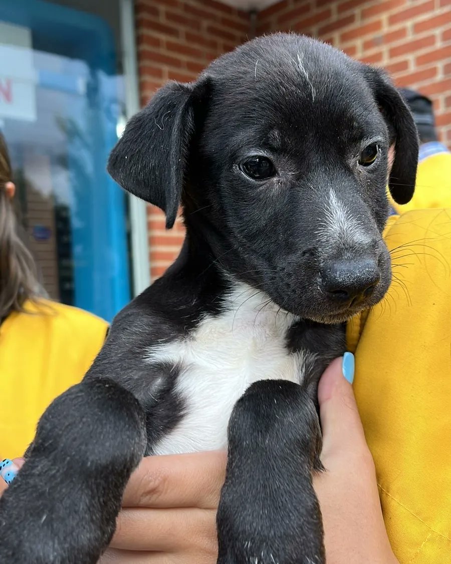 FundacionLucila's tweet photo. Ayer en la jornada se quedaron estos 4 chiquitines esperando por un hogar😞.

¿Nos ayudan a difundir? https://t.co/kK52hiIaQ9
