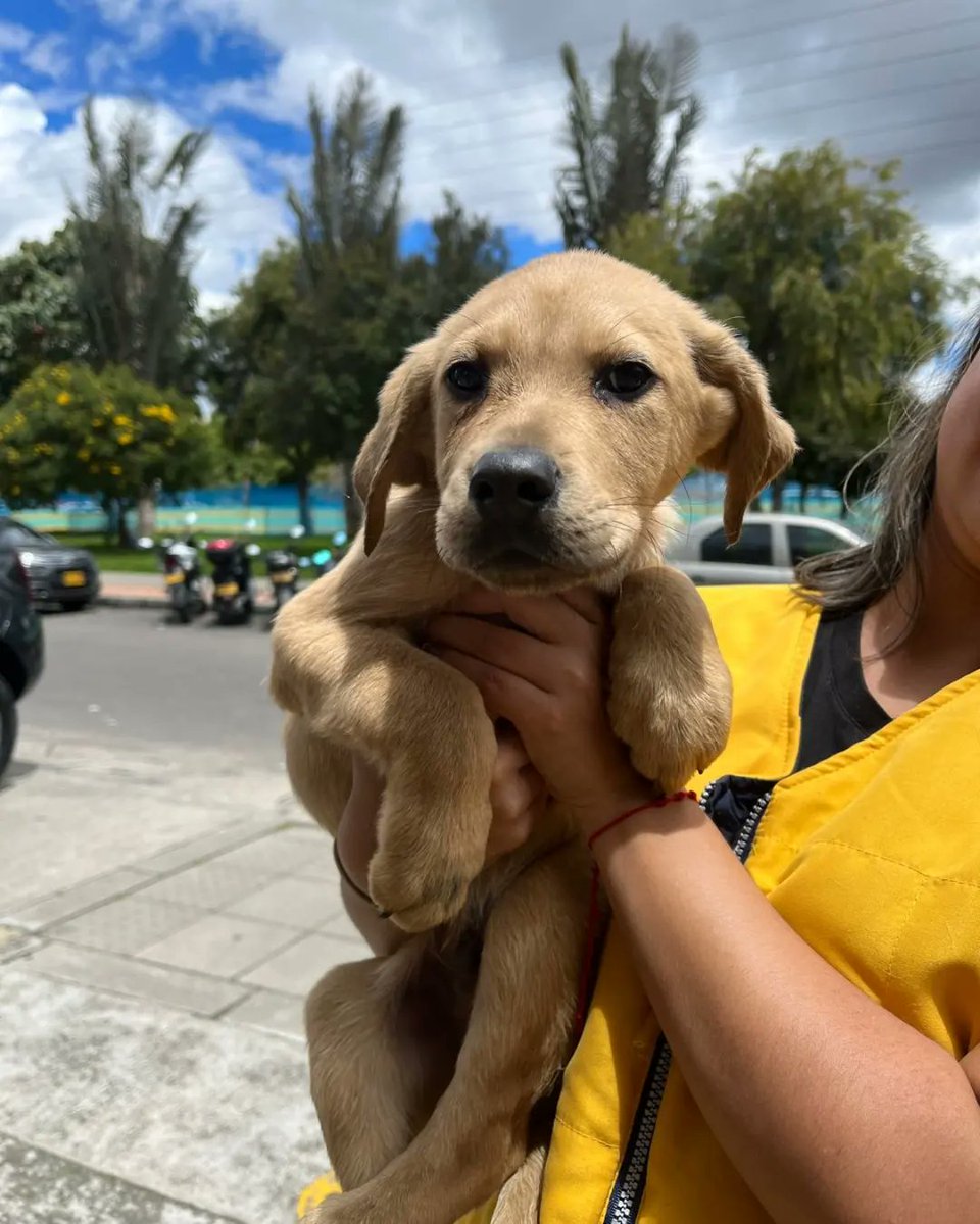 FundacionLucila's tweet photo. Ayer en la jornada se quedaron estos 4 chiquitines esperando por un hogar😞.

¿Nos ayudan a difundir? https://t.co/kK52hiIaQ9