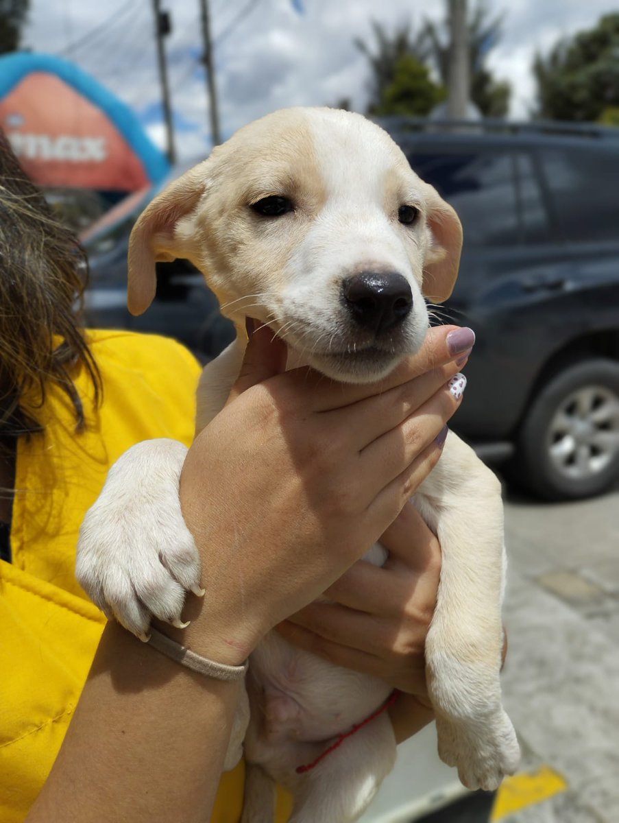 FundacionLucila's tweet photo. Ayer en la jornada se quedaron estos 4 chiquitines esperando por un hogar😞.

¿Nos ayudan a difundir? https://t.co/kK52hiIaQ9