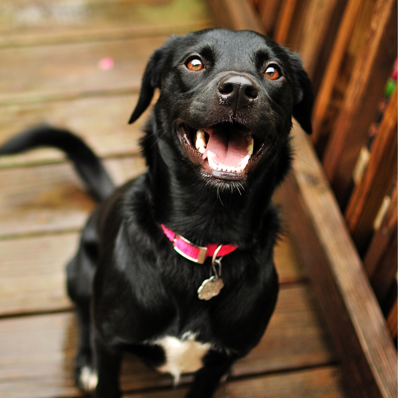 AnimalCareVet's tweet photo. Happy #NationalMuttDay to all of our mutt moms and dads! Share a picture of your adorable #mutt with us! https://t.co/V7yS2YRw9Z