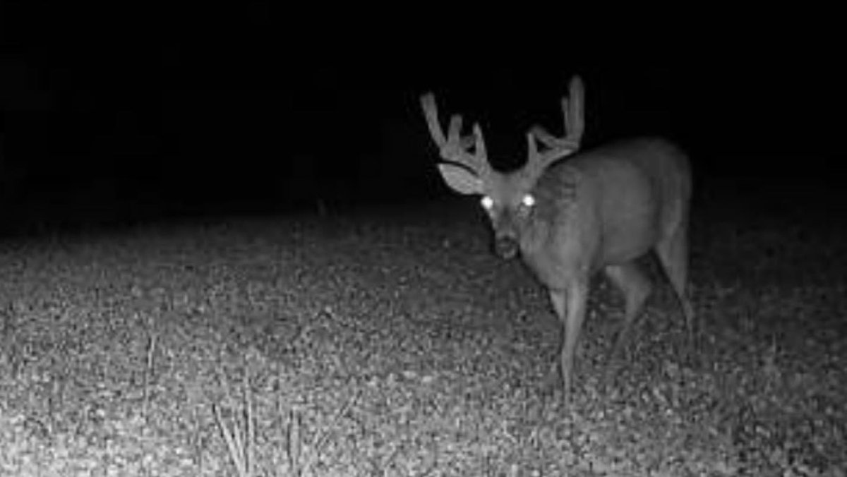 Buck_Chasers's tweet photo. Hows this for trail cam sunday? #trailcampics #stealthcam #guidelife #hunting #whitetailhunting #gohunting #illinoishunting #Outdoors https://t.co/73mWSdAPPu