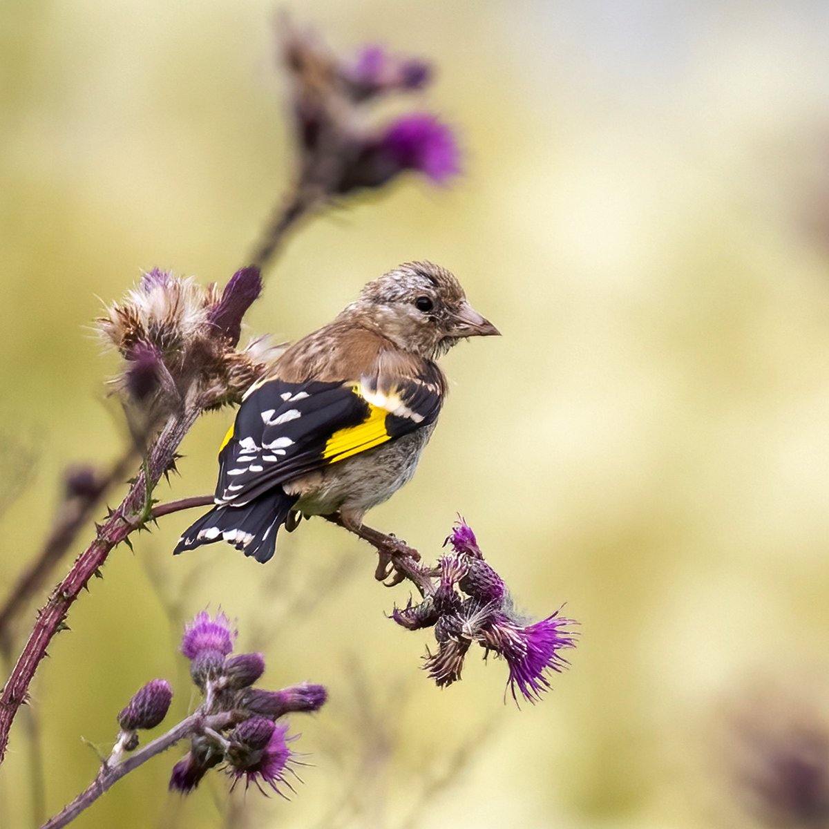 Stillitsen er en av mine favoritter, vakker som den er. Dette er forøvrig en av årets unger. Den har ennå ikke fått de flotte røde-hvite-sorte feltene på hodet. #goldfinch