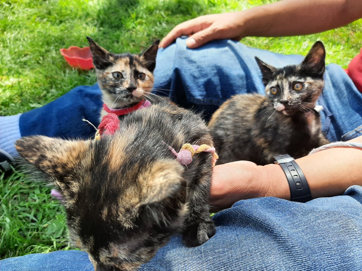 NormiAsecas's tweet photo. Preciosas michis de aprox dos meses en adopción. Ayúdenme a encontrarles hogar donde reciban amor y cuidados porfa, contacto Socorro Silva 231 106 9494
#Adopta #adaptables #AdoptaNoCompres #gatitos https://t.co/KCY7IlM2rF