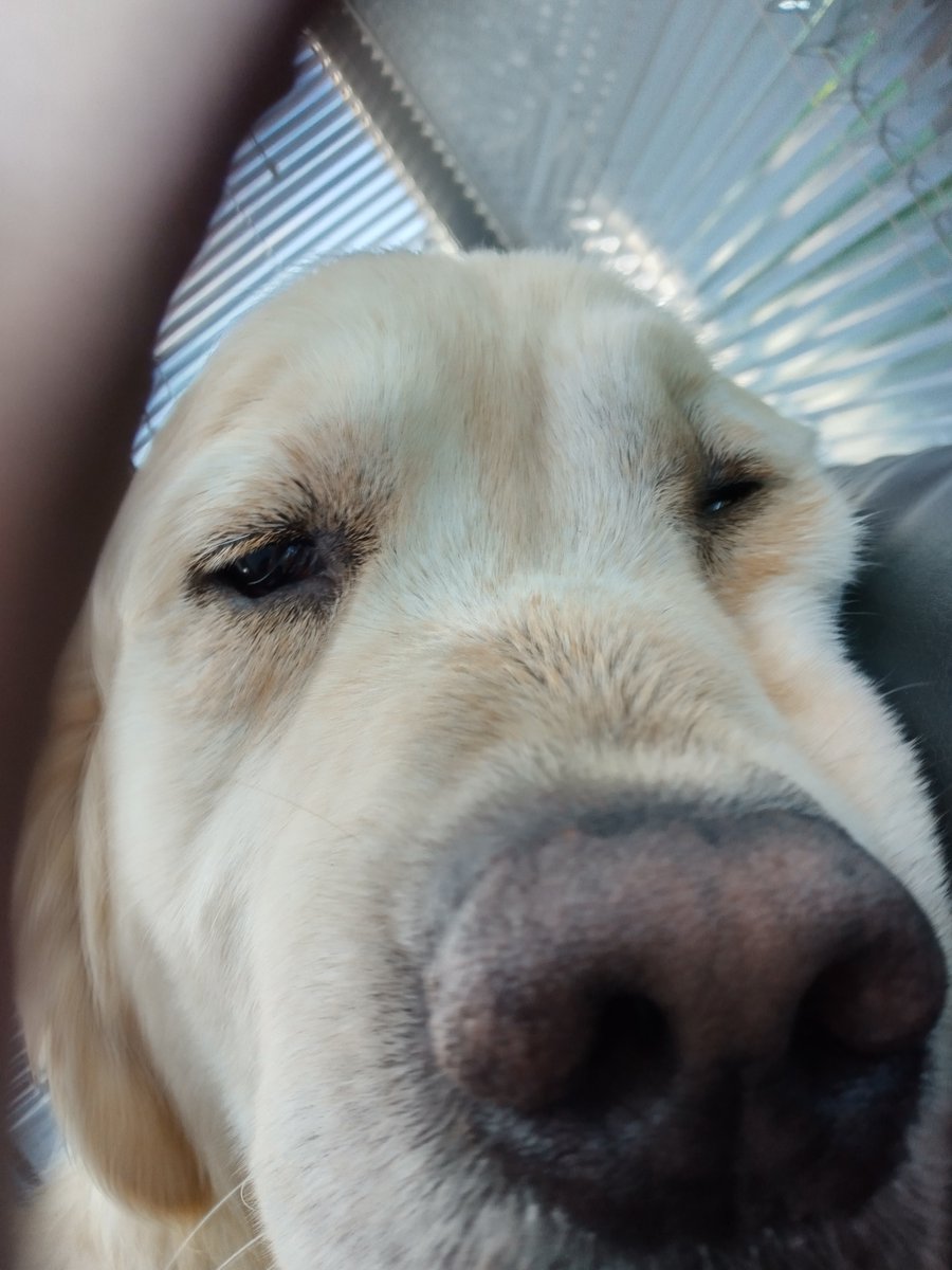 A sad bebe Gordon aka PGOF aka Chimpkin, was attacked by a huge swarm of wasps and stung all over his face, eye, paw and legs while out on a walk with Barrie after teatime who is also covered in stings. They've both had piriton antihistamines and ice packs deployed. 🐝🐝🐝😥