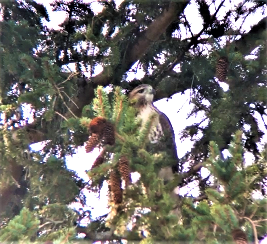 CornellHawks tweet picture