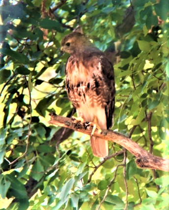 CornellHawks tweet picture