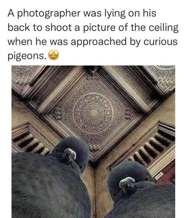 WholesomeMemes tweet media