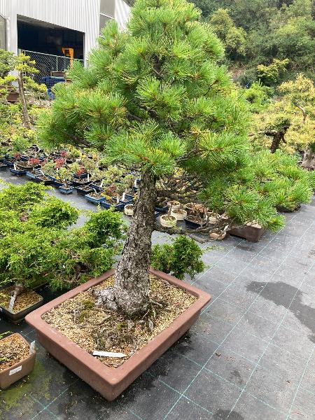 Bonsai centrum Libany - n dnen vlet.