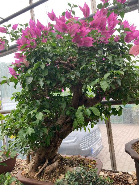 Bonsai centrum Libany - n dnen vlet.
