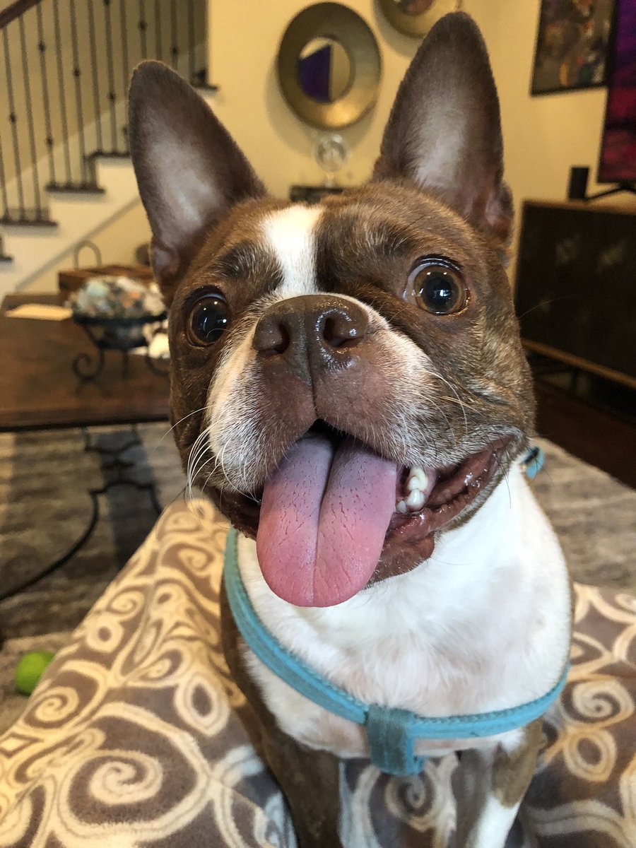 archerjt's tweet photo. @bterrierdogs https://t.co/dfIlOf4pRQ