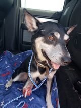 In all this misery,an incredibly lucky dog,I hardly dared hope that Twiggy would find a lifesaver,here he is on his ride to freedom 🎊🎉🎈🎊Rescued by Furever Safe Rescue ❤️❤️He will be showered with love &amp; finally the best medical care for severely injured Twiggy,good luck 🍀