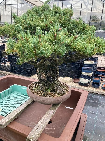 Bonsai centrum Libany - n dnen vlet.