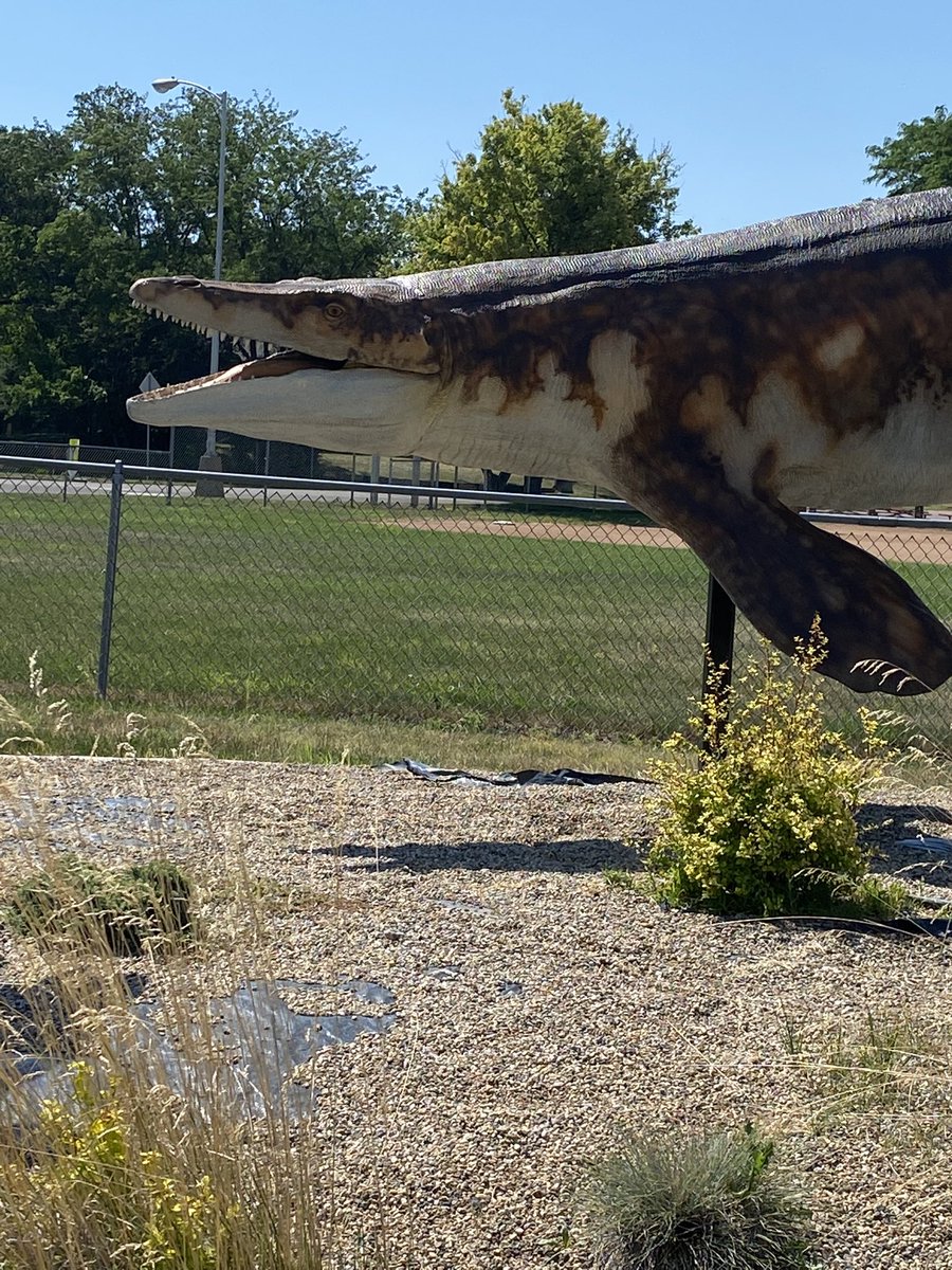Paleostud's tweet photo. Niche but beloved art genre: super hood extinct local animal sculpture in the middle of a small town. Here’s a super detailed mosasaur in Chamberlain, SD. It’s so good and also just randomly by a church and a baseball field just kinda chilling https://t.co/V77mVj96Ku