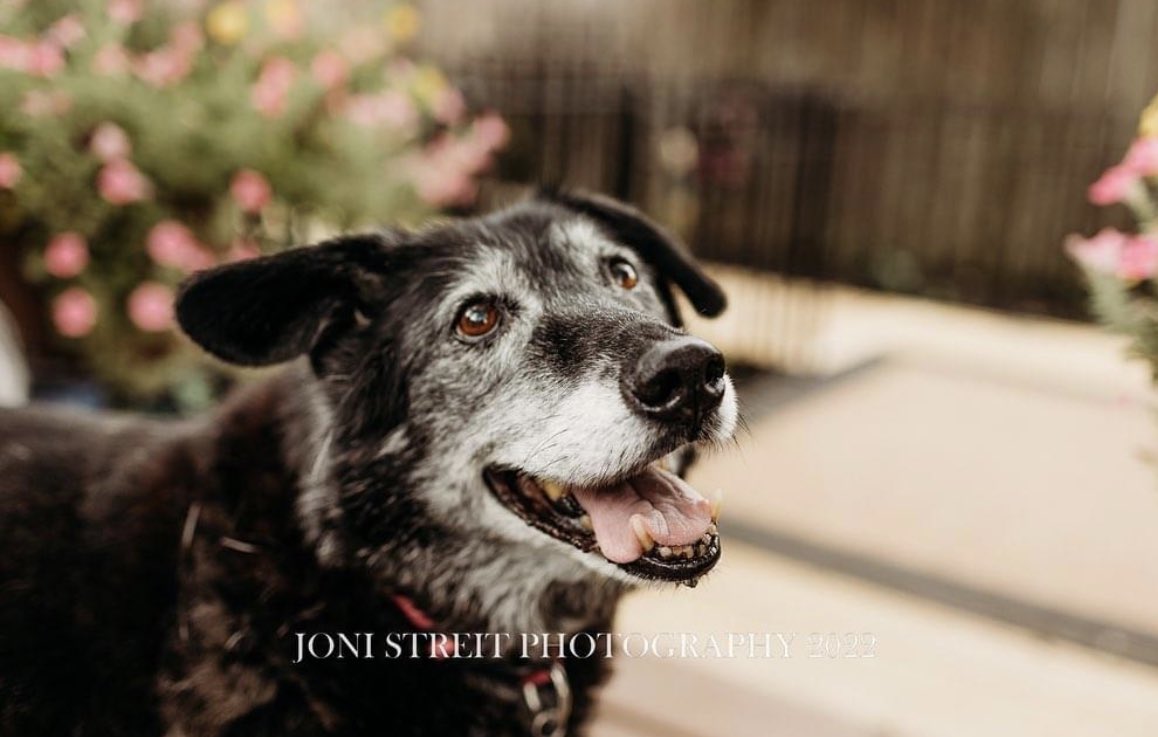 abbey_n_normal's tweet photo. Ellie had some professional photographs taken and they are the absolute best. Thanks @jonistreit https://t.co/duBrhwCluT