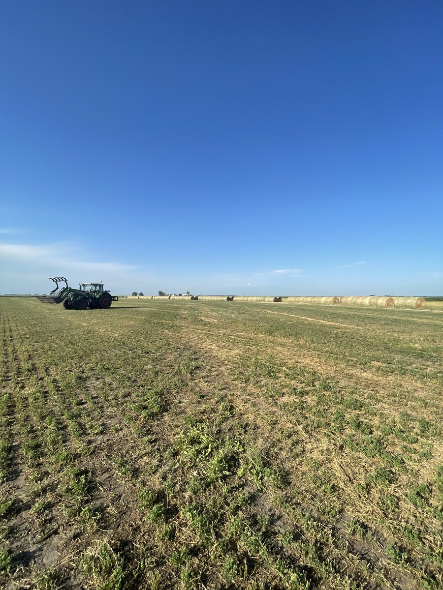 buzzysip's tweet photo. Step 4 

Stack the alfalfa https://t.co/7SWLnpjeM1