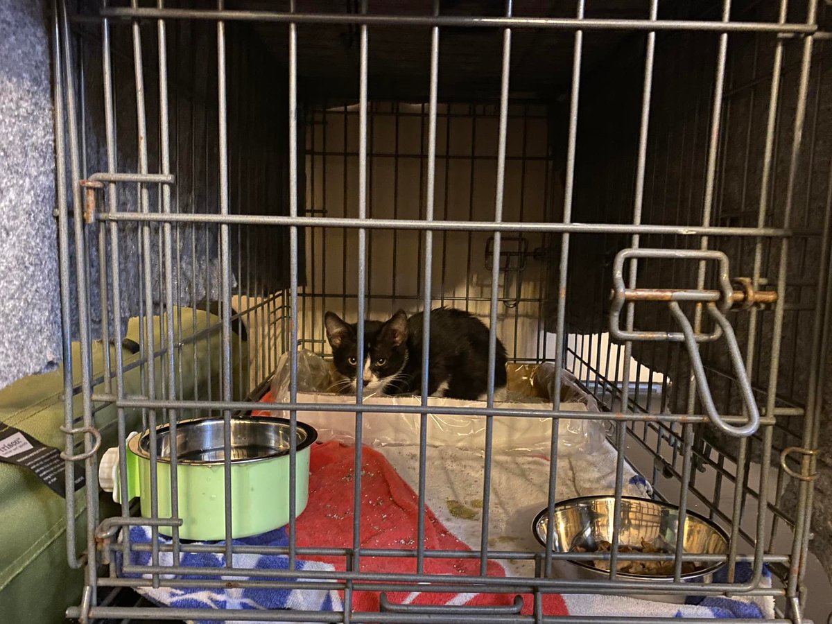 Houston Cares Animal Rescue tweet media