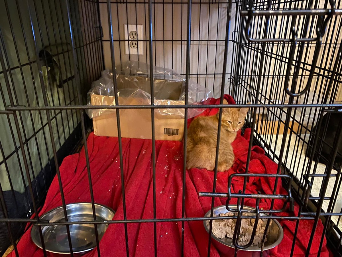 Houston Cares Animal Rescue tweet media