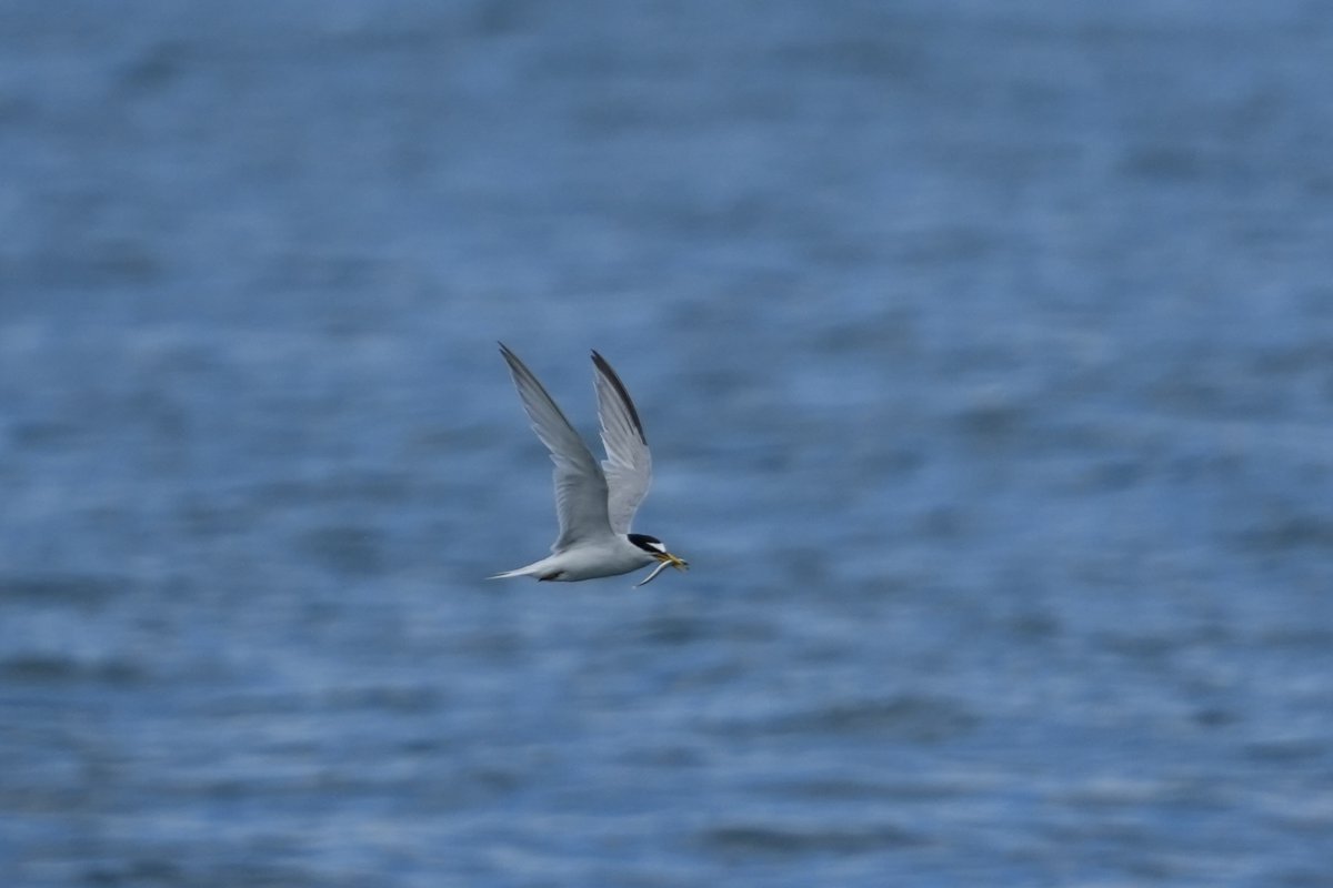 cirzh's tweet photo. #LittleTern #AmberConservationStatus on his way to feed  two juveniles today in #Skerries #Fingal ⁦@BWIFingal⁩ ⁦@BirdWatchIE⁩ #TwitterNatureCommunity #BirdsSeenIn2022 #Terns #birds #birdwatching #nature #wildlife #yourfingal #lovefingaldublin https://t.co/q6rZRyUvNj