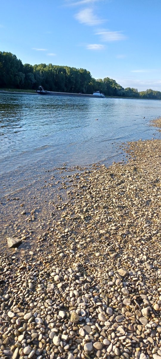 Am/Im Rhein in Dettenheim