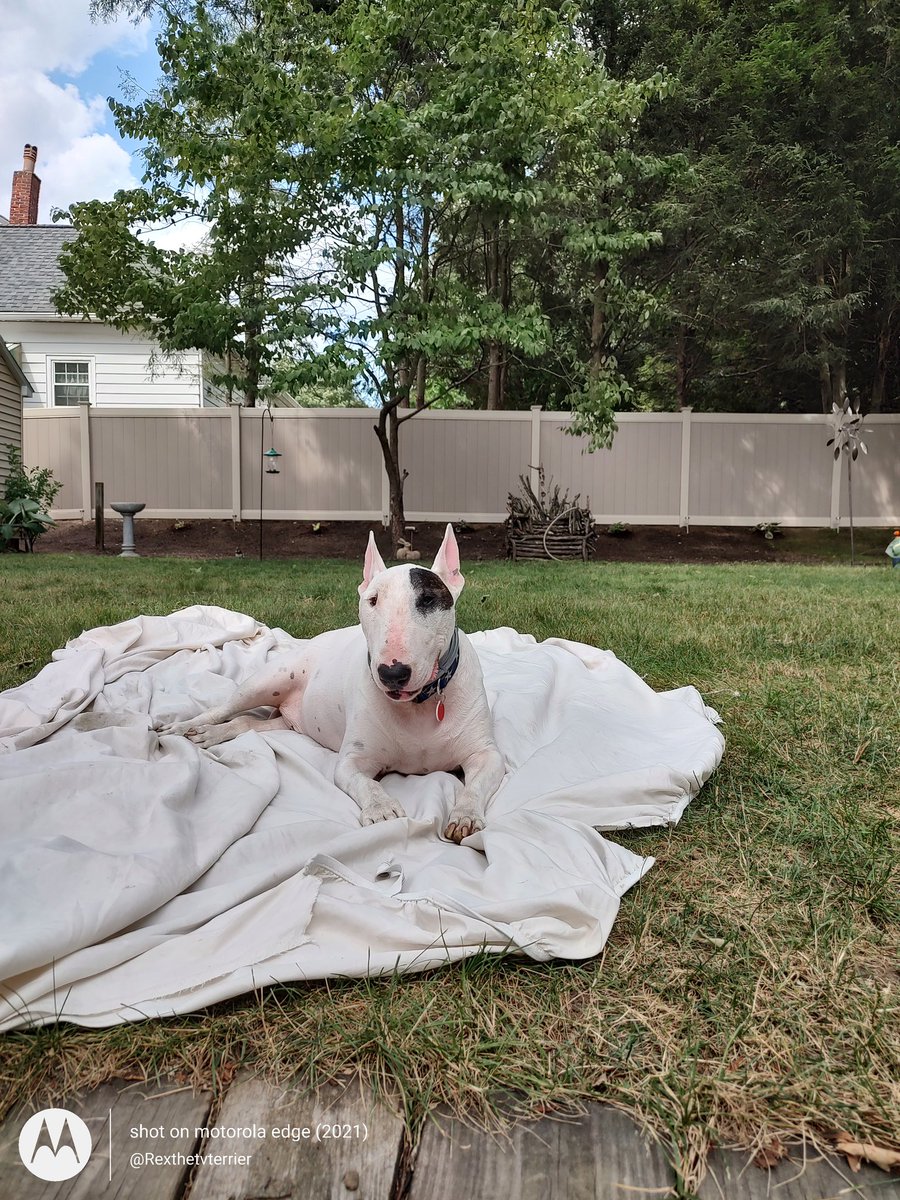 rexthetvterrier's tweet photo. Please note when filling out a Request for Assistance form on my website, we are no longer providing Tidy Cats litter. It has become very expensive and your cat is only going to poop in it anyway
#RexHelp #RexInc #dogsoftwitter #CatsOfTwitter https://t.co/uocmH7HUMz