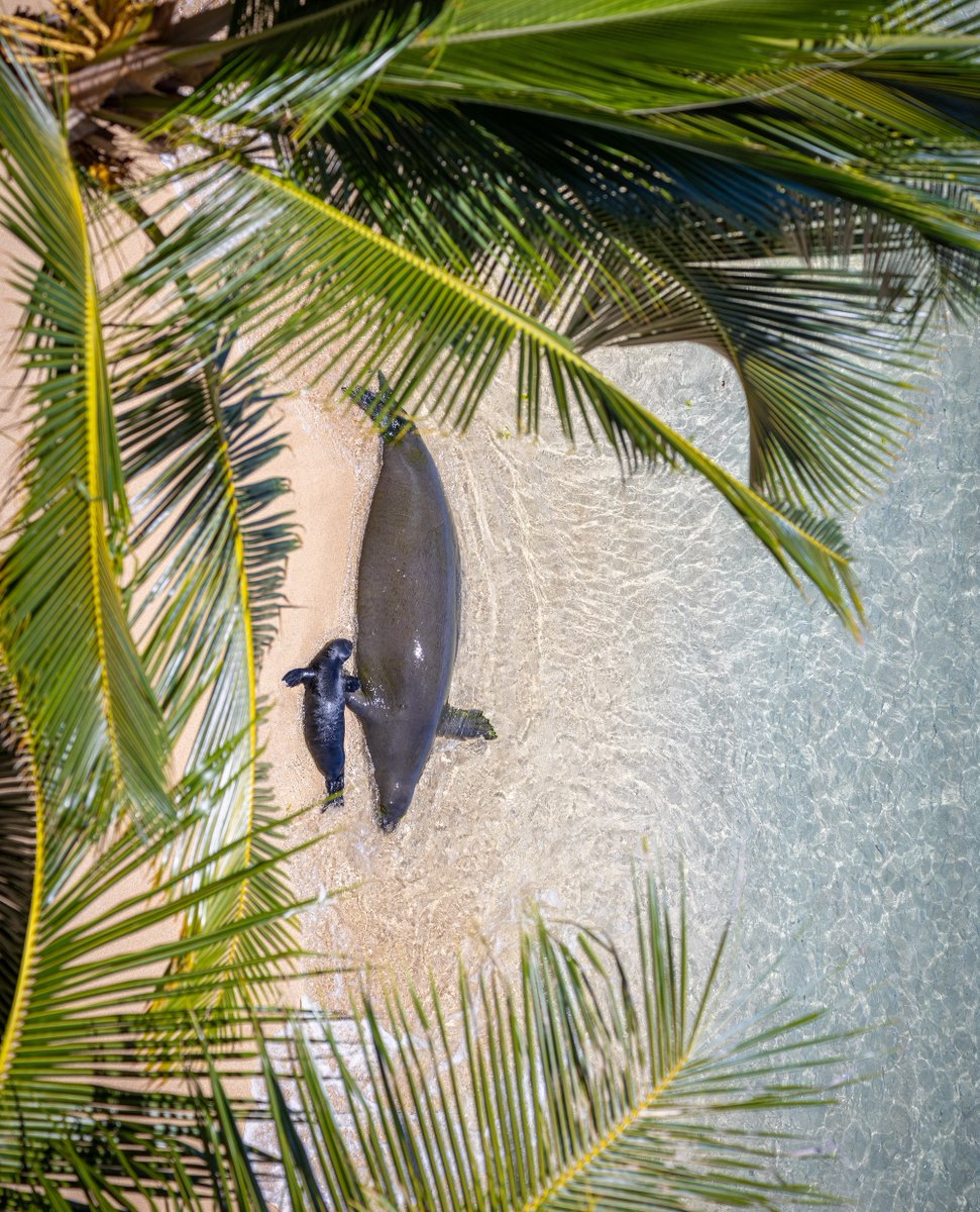 Turtle Bay Resort tweet media