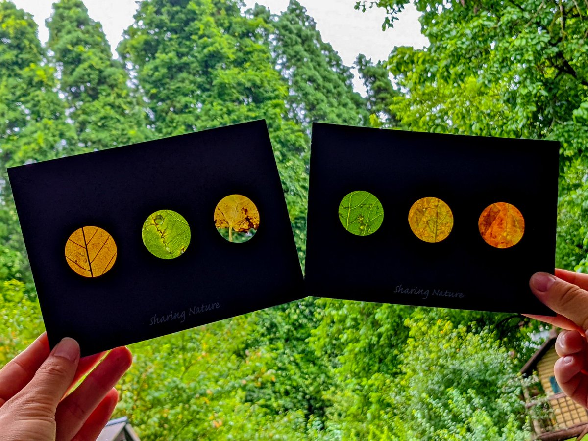 dorygreendory's tweet image. さぁ〜今日もぼちぼち張り切っていきましょー！ようこそ8月！
#sharingnature #落ち葉の窓