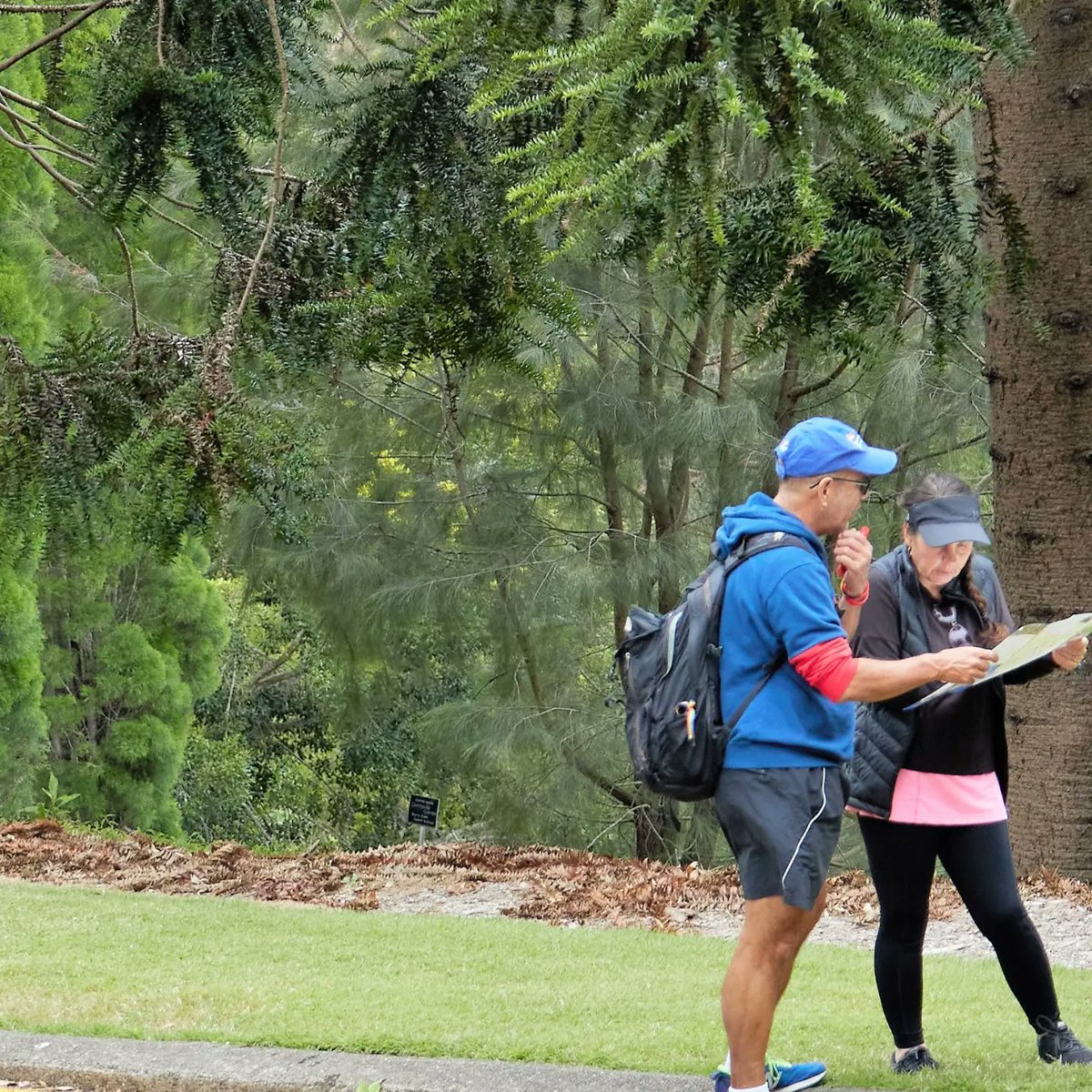 JanB_QLD's tweet photo. Wonderful to walk the trails of #brisbanebotanicgarden in #qldwalksmonth
Follow the trails and keep an eye out for #publicart #birdlife #significanttrees #Japanesegarden #insects #fernhouse ...and more. Something for everyone. @QueenslandWalks https://t.co/XjipfGp9Kf