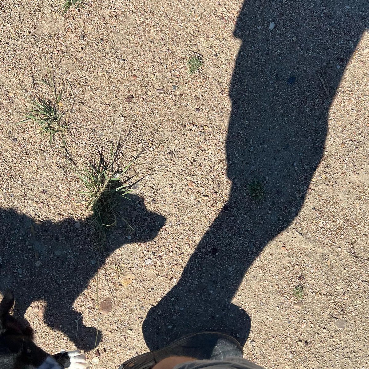 afkatm's tweet photo. My shadow whenever I’m outside working. 

She’s such a curious puppy and wants to help and be put to work wherever she can. 

#shadow #shadowphotography #shadowplay #shadowdog #workingdog #homesteadwork #homesteading #curiouspuppy https://t.co/5rVacpAir2