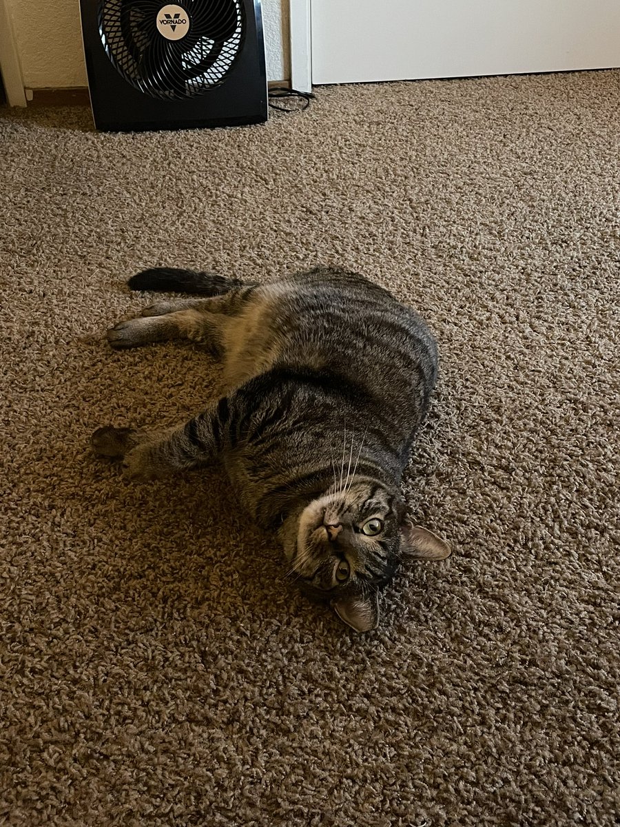 roscoeee_'s tweet photo. @Alwayskatelynnn I’ll take any excuse to show this goober off https://t.co/VyTiopaJzP