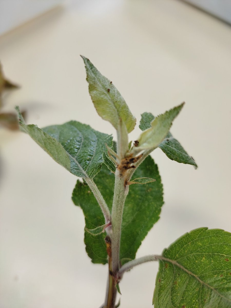 Damage caused by the Oriental Fruit Moth in Brazilian apple orchards. Both vegetative tissues (young shoots) and fruits are attacked by the larvae. The most severe damage occurs when larvae feed on pulp fruit, causing it to be rated unfit for consumption.