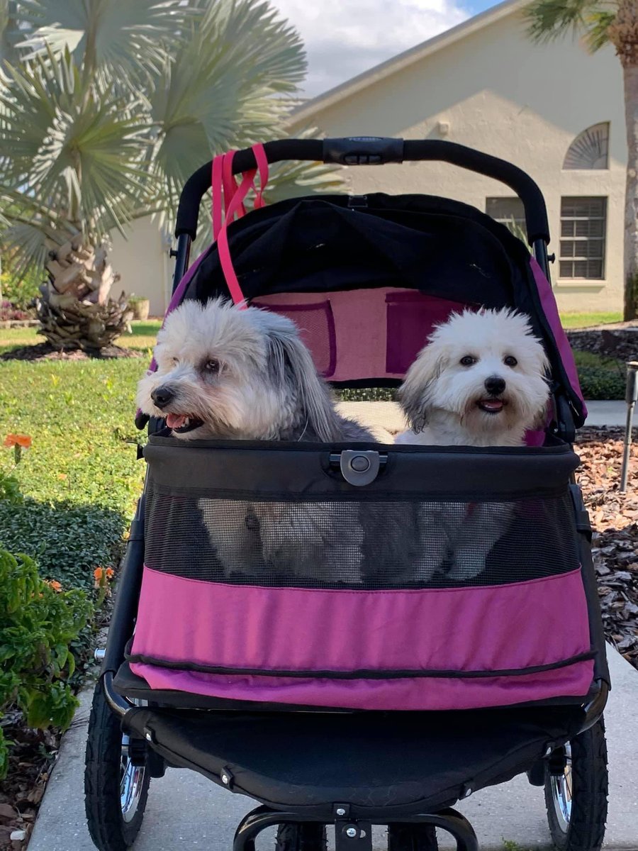bosoxlady's tweet photo. Gabby & Kalua, Coton de Tulears.
#DogsofTwittter
#DogsAgainstTrump https://t.co/dHdadYpNzm
