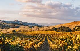 Can't complain about the view from the office! #napa #californiawinecountry #winetour #summer #tourism #sanfrancisco