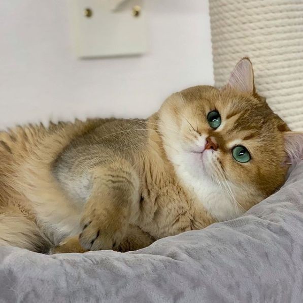 tum_bhi0's tweet photo. *∧🎀∧* #goodmorning
⁽(˶> ᎑ <˶) ⁾⁾* #twitterfriends
*〇☕〇* #BacktoMonday
Have a good day
"Don't forget to smile and be grateful "
__________________________🌻😻🌹
~°Happy New Week °~
Stay blessed always 🌸 https://t.co/hhVxopAwU1