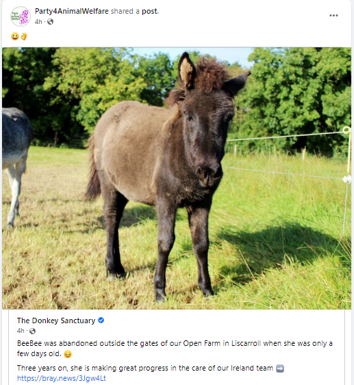😀👌BeeBee was abandoned outside the gates of our Open Farm in #Liscarroll  #Cork when she was only a few days old. 😔
Three years on, she is making great progress in the care of our Ireland team ➡️ bray.news/3Jgw4Lt
<a href="/DonkeySancIre/">The Donkey Sanctuary Ireland</a> 
#donkeyrescue