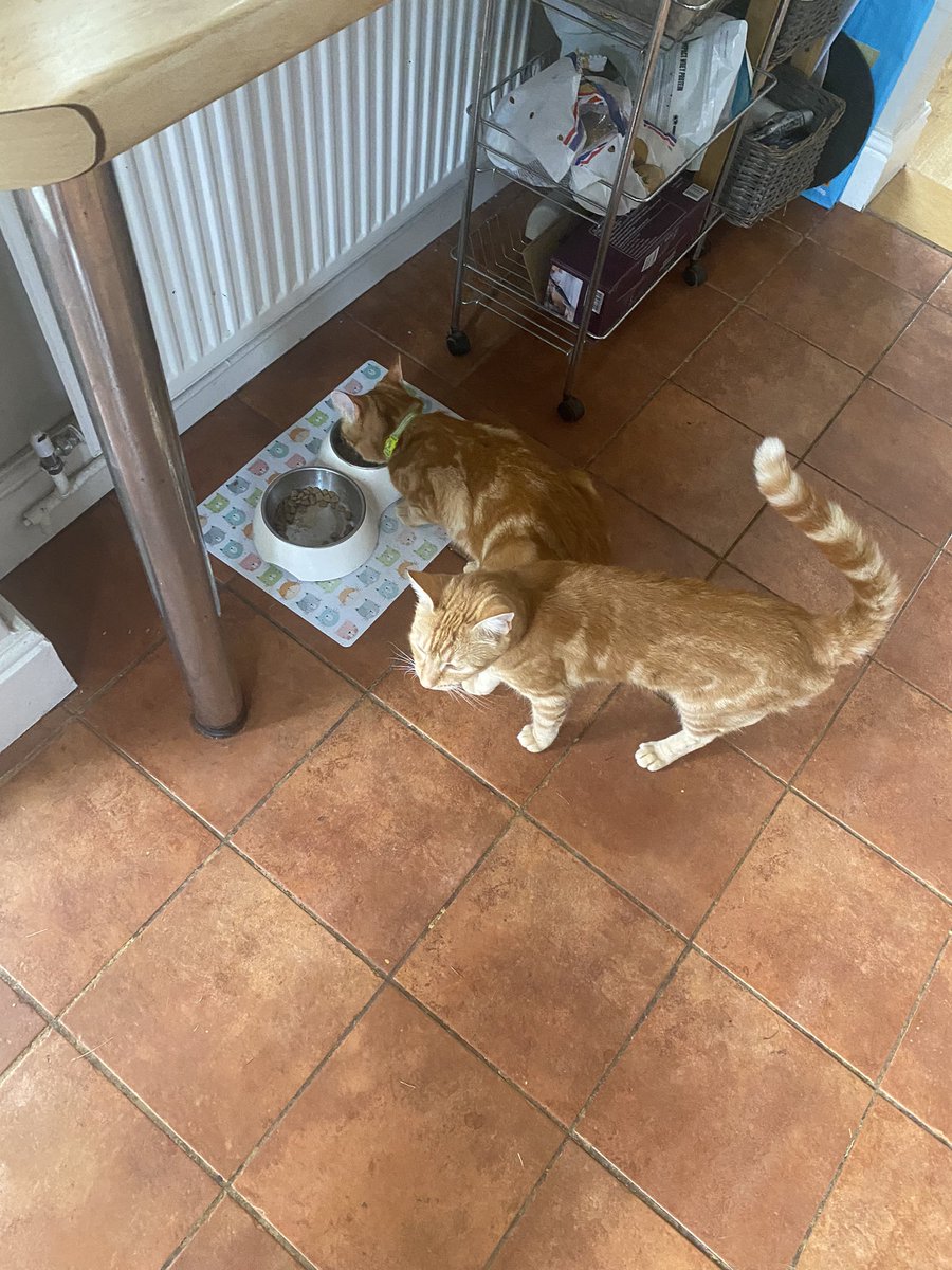 _bethanyburrows's tweet photo. @bennyandchloe1 Hello!!!! We had the best time!!! Here’s our boys eating their tea !!!xxxx https://t.co/cMWoWZn6G7