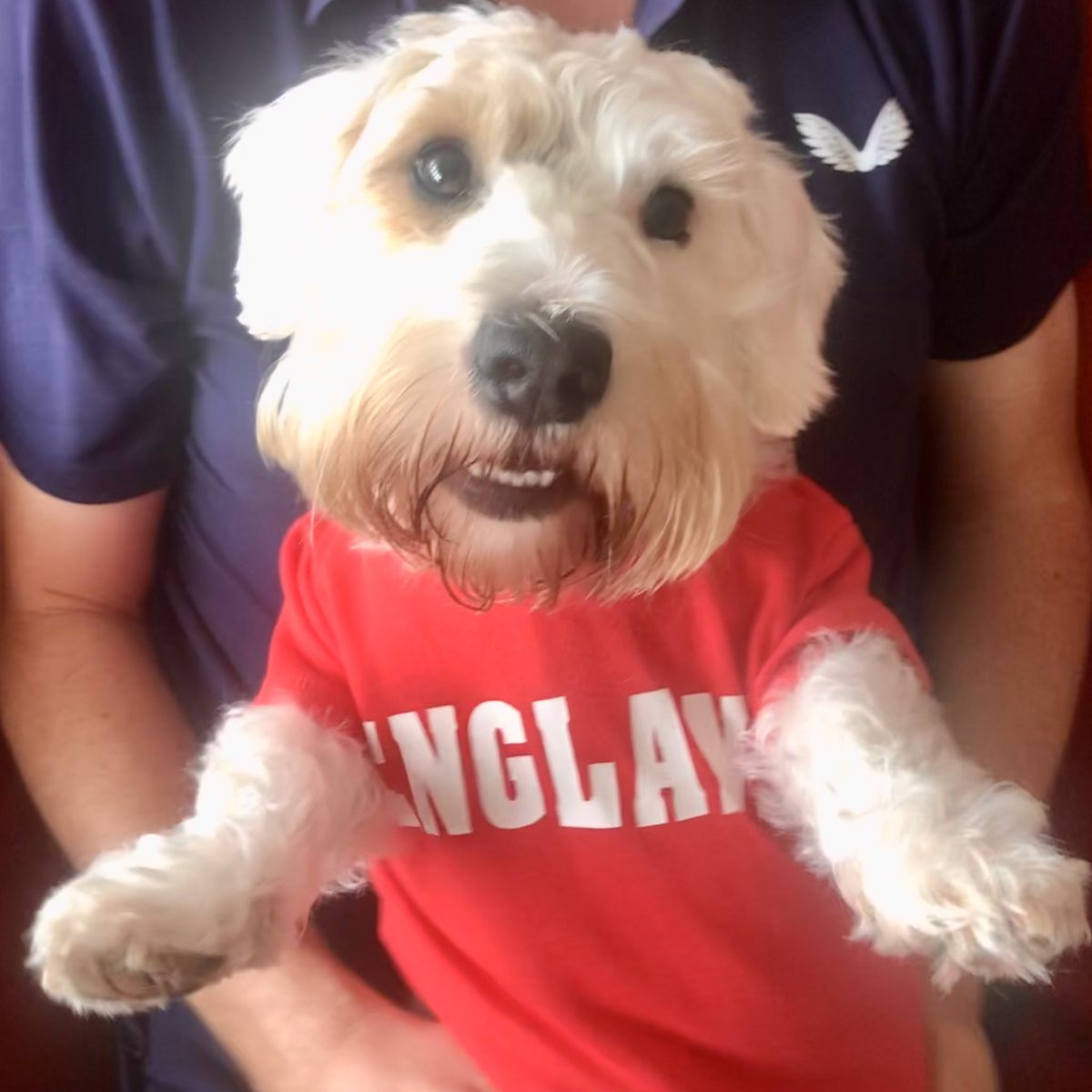 Buffy has now taken over the mascot duties!!! We actually WON!!! 
Well done to #England!!! 😘❤️🐾🏴󠁧󠁢󠁥󠁮󠁧󠁿🏆🎉👏🏻👏🏻#Lionesses #LionessesLive #eng #ENGvsGER #sealyham #WEuro2022Final #Eurofinal ##UEFAWomensEuropeanChampionship #UEFA